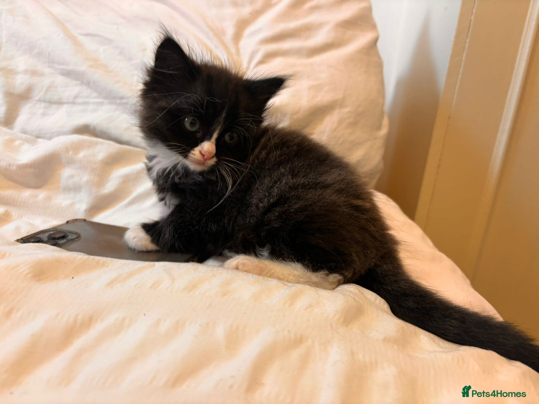 Mixed Breed cats for sale: Ragdoll mixed breed - Advert 15