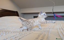 Bengal cats for sale: 🤍🩶🖤 Beautiful Bengal Kittens 🖤🩶🤍 - Image 7