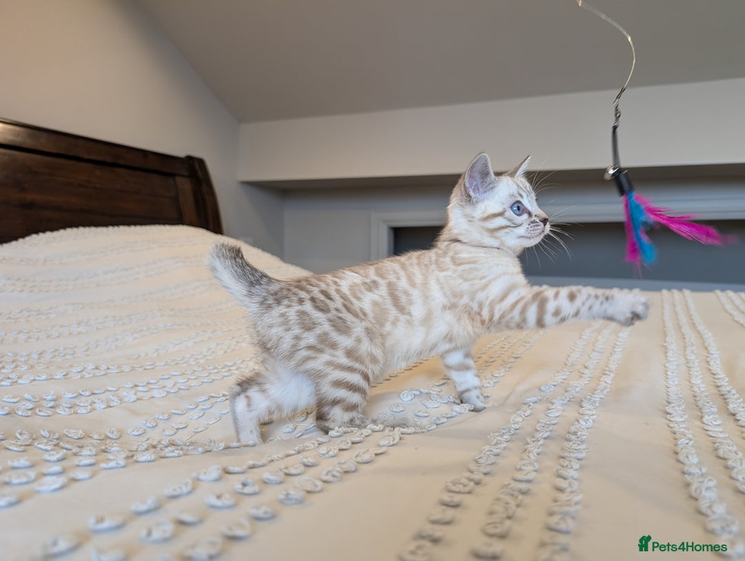 Bengal cats for sale: 🤍🩶🖤 Beautiful Bengal Kittens 🖤🩶🤍 - Image 7