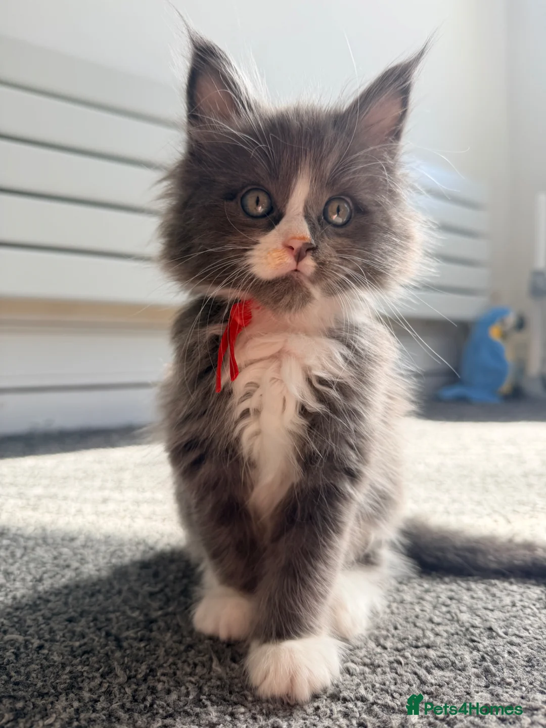 Maine Coon cats for sale: Last gorgeous boy! - Advert 2