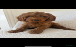 Labradoodle dogs for sale: LICENSED BREEDER F2b mini labradoodles - Image 21