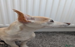 Mixed Breed dogs for sale: Super fit Chihuahua jrt lovely nature cream F - Image 2