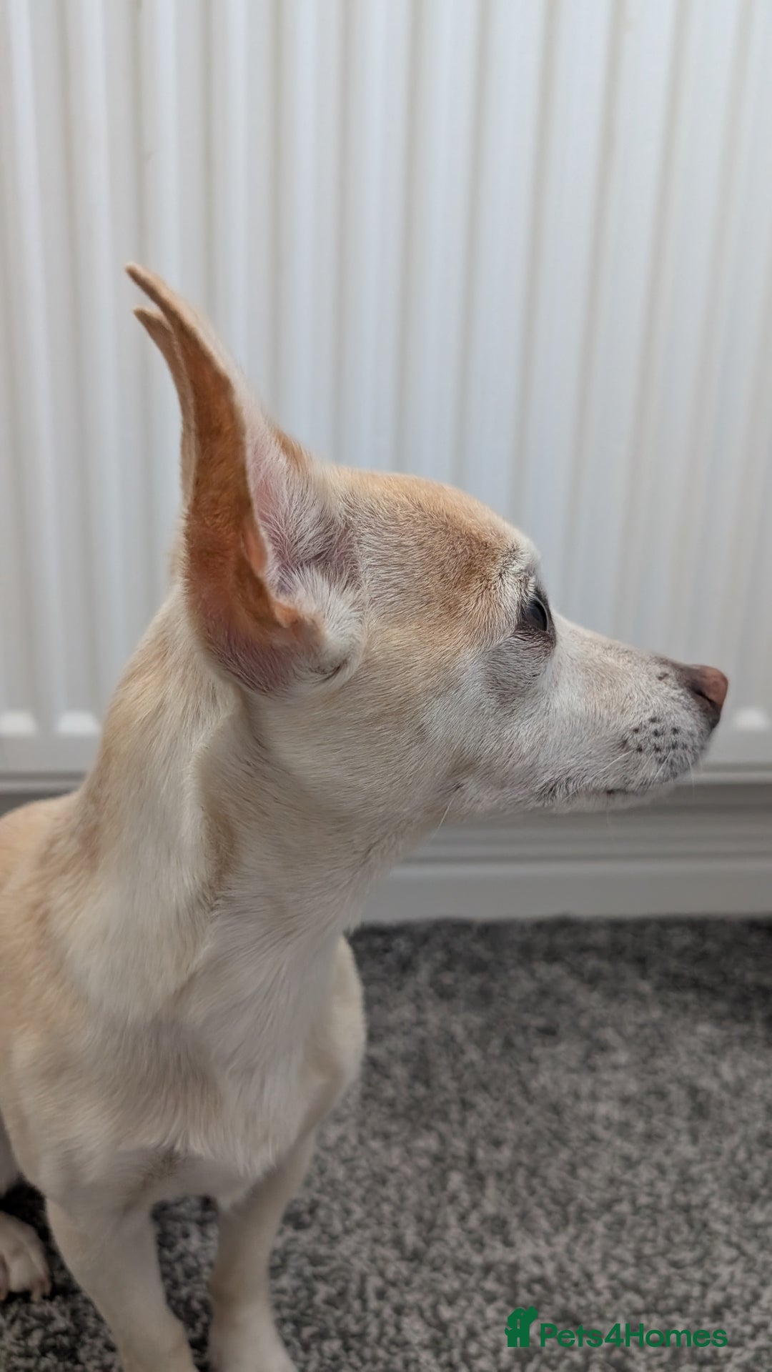 Mixed Breed dogs for sale: Super fit Chihuahua jrt lovely nature cream F - Image 2