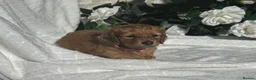 Miniature Dachshund dogs for sale: STUNNING KC LONG HAIRED MINIATURE DACHSHUND PUPS💕 - Advert 2