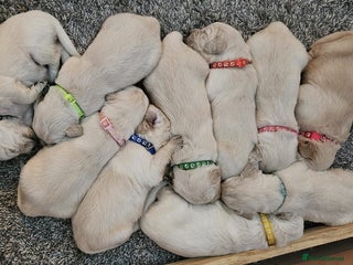 Golden Retriever dogs - Advert 14