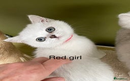 British Shorthair cats for sale: BSH Black Tipped GCCF Reg Kittens - Image 25