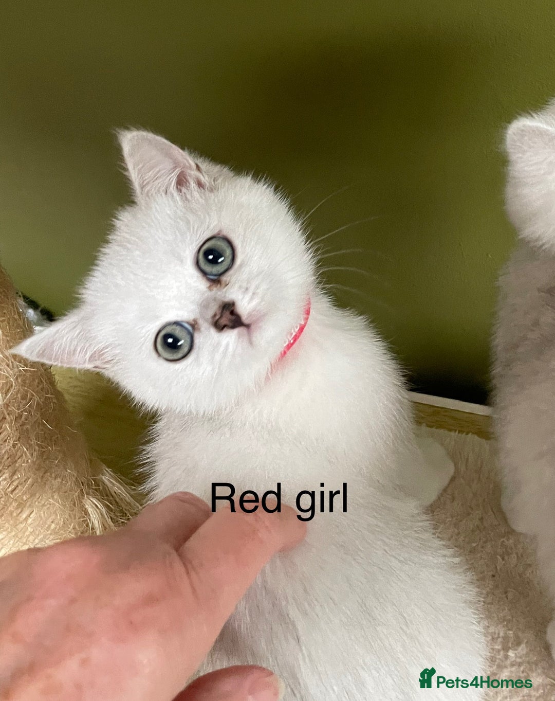 British Shorthair cats for sale: BSH Black Tipped GCCF Reg Kittens - Image 25