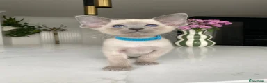 Siamese Kitten 4
