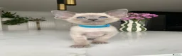 Siamese cats for sale: All reserved -Pedigree GCCF Registered - Advert 16