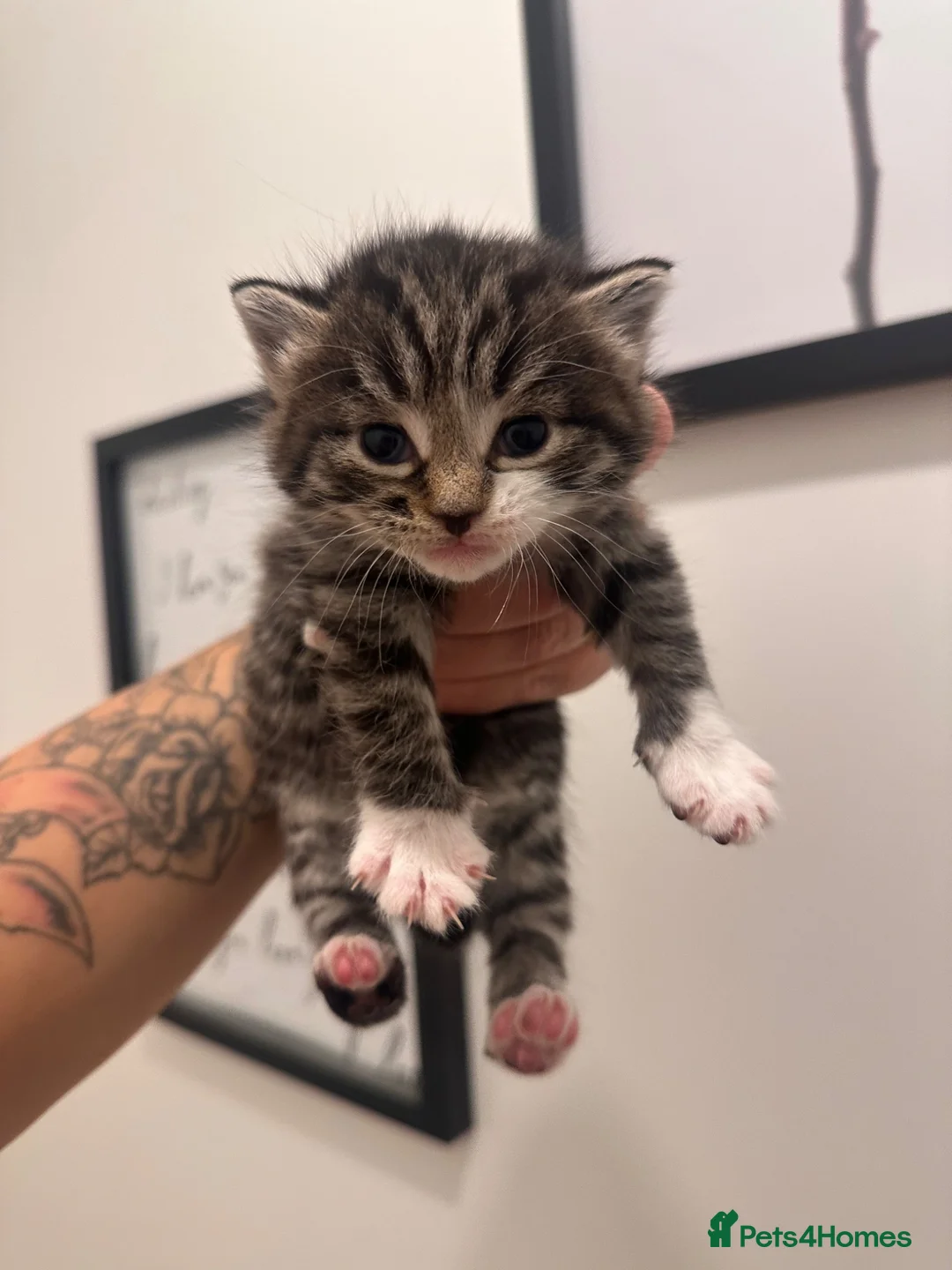 Mixed Breed cats for sale: Stunning Mixed Breed Kittens - Advert 2