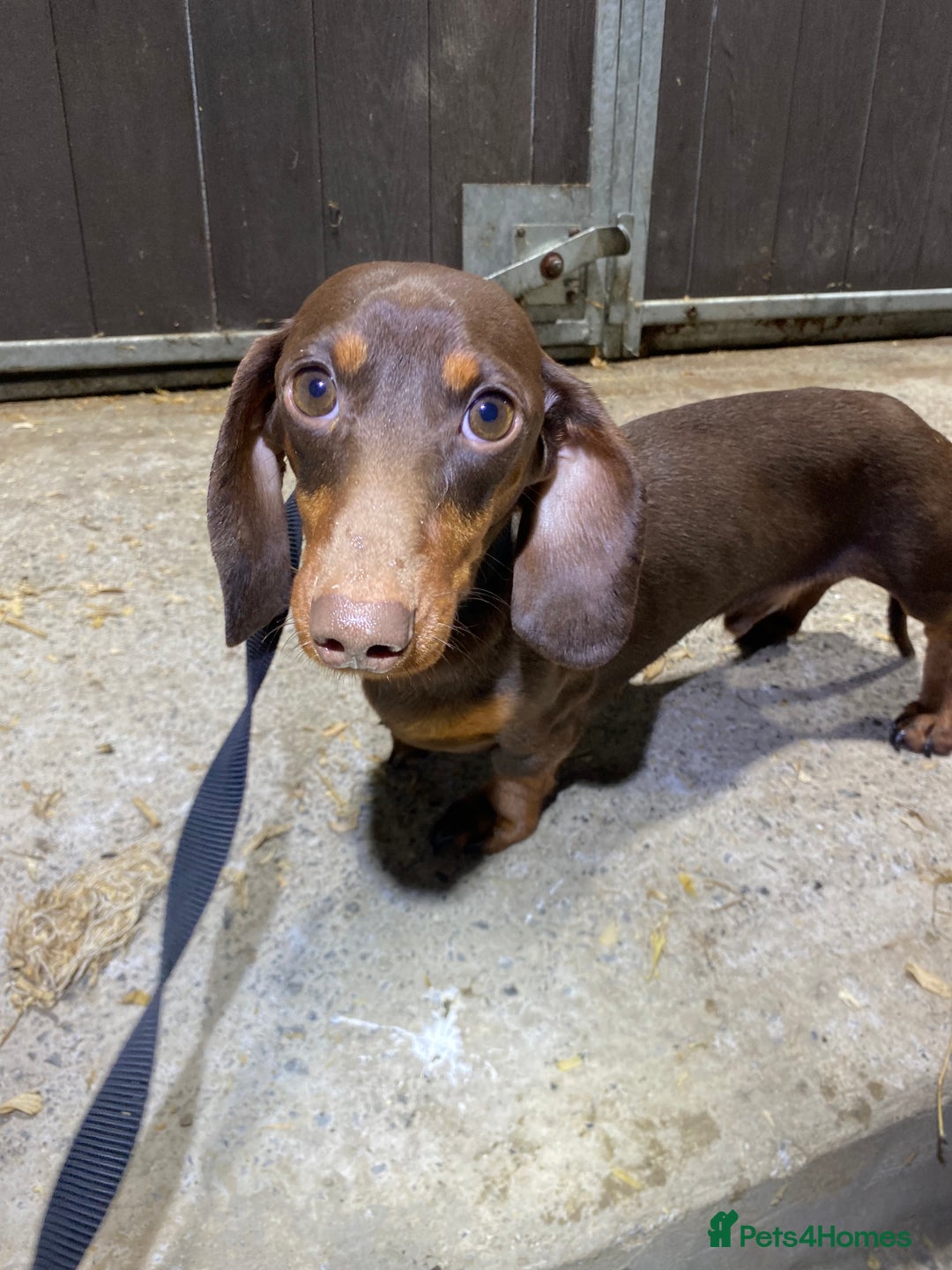 Miniature Dachshund dogs for sale: 1yo Miniature Dachshund - Advert 10