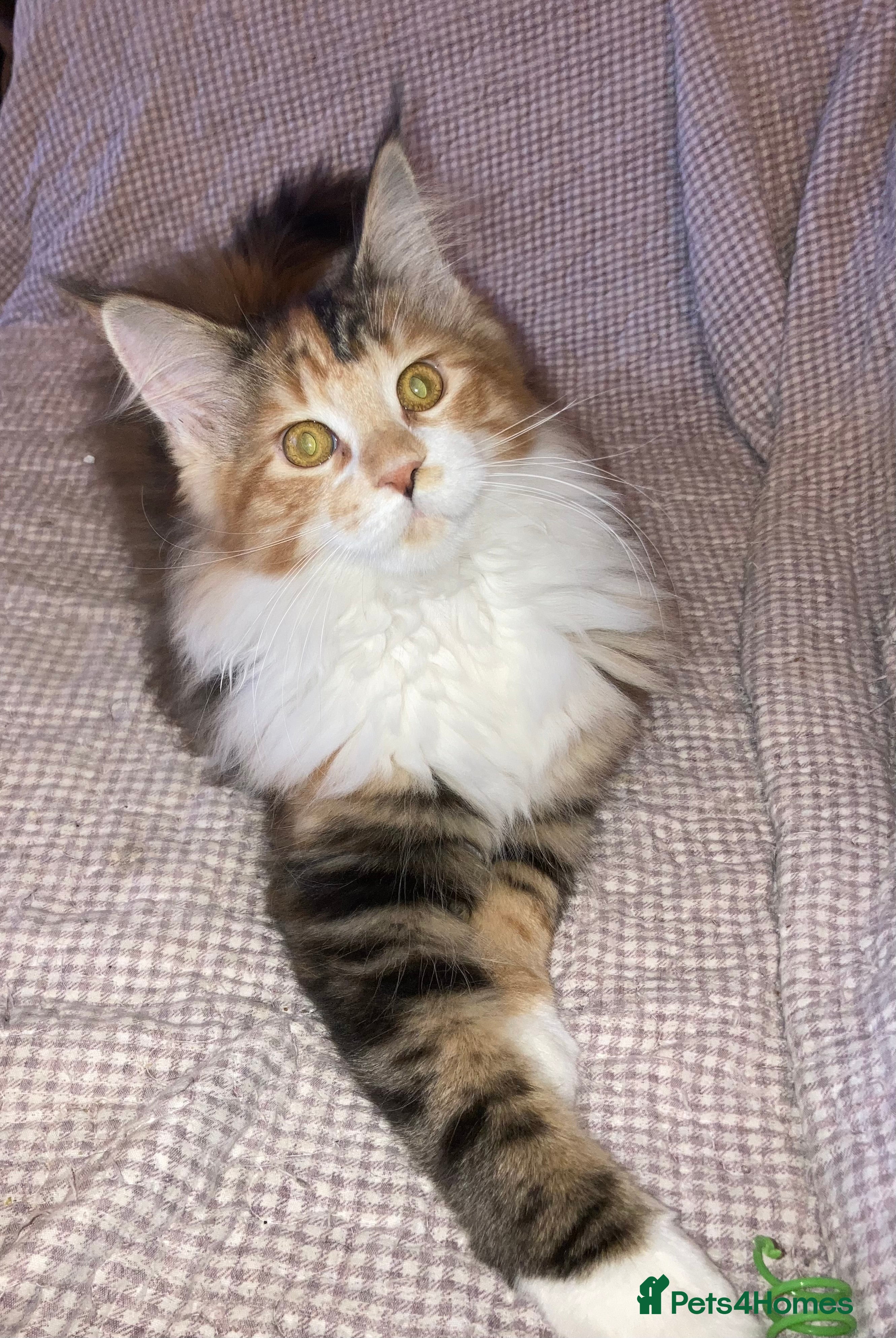 Maine Coon cats Full Maine Coon Kittens Ready Now - Advert 7