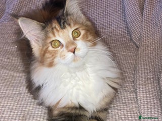 Maine Coon cats Full Maine Coon Kittens Ready Now - Advert 7