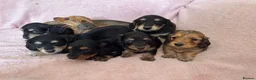 Miniature Dachshund dogs for sale: GORGEOUS KC reg PRA CLEAR MINI DACHSHUND PUPPIES in Swansea - Advert 26