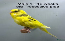 Budgerigars birds for sale: Beautiful baby budgies  - Image 5