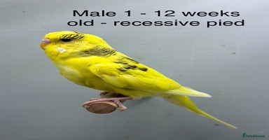 Budgerigars birds - Advert 13