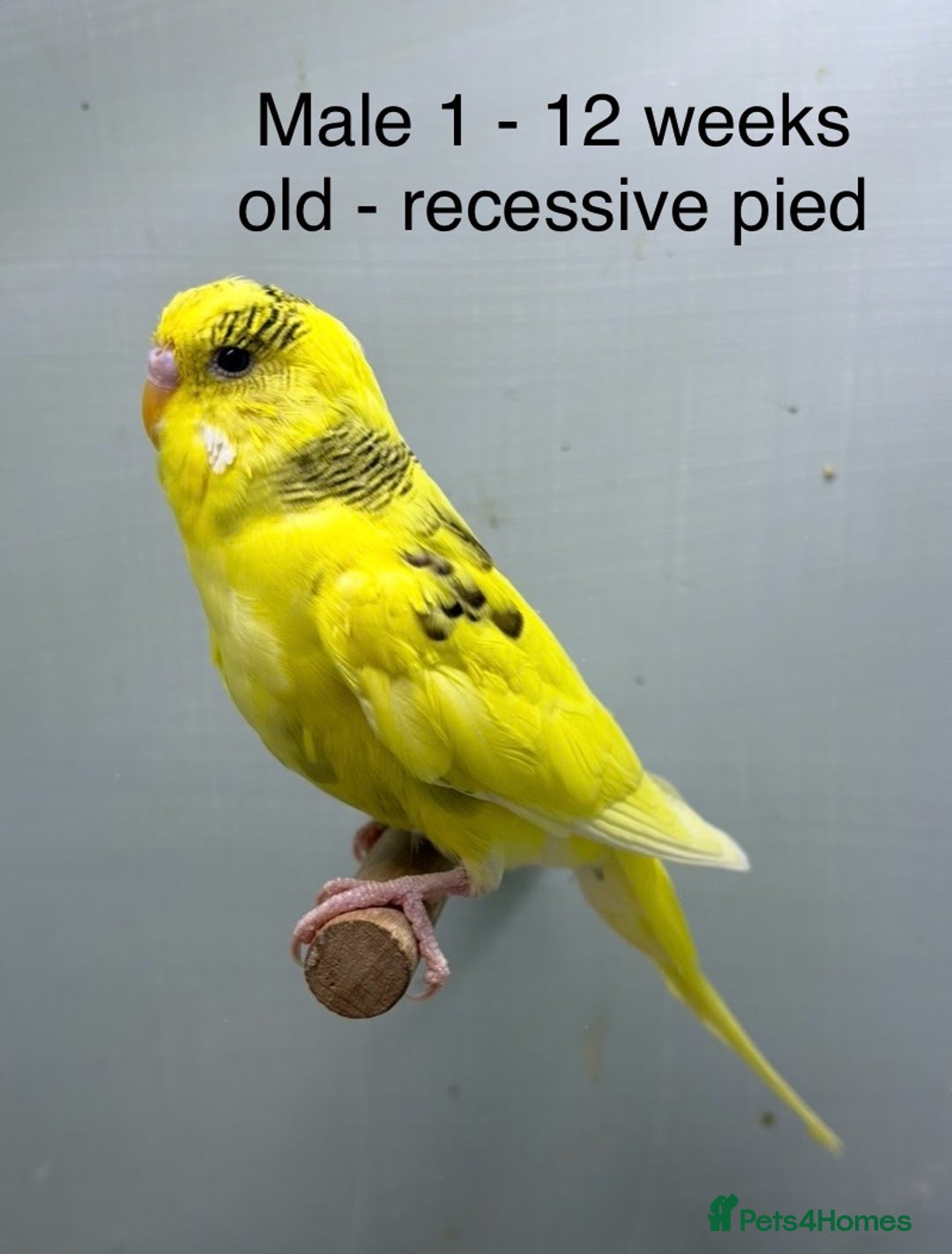 Budgerigars birds for sale: Beautiful baby budgies  - Image 5