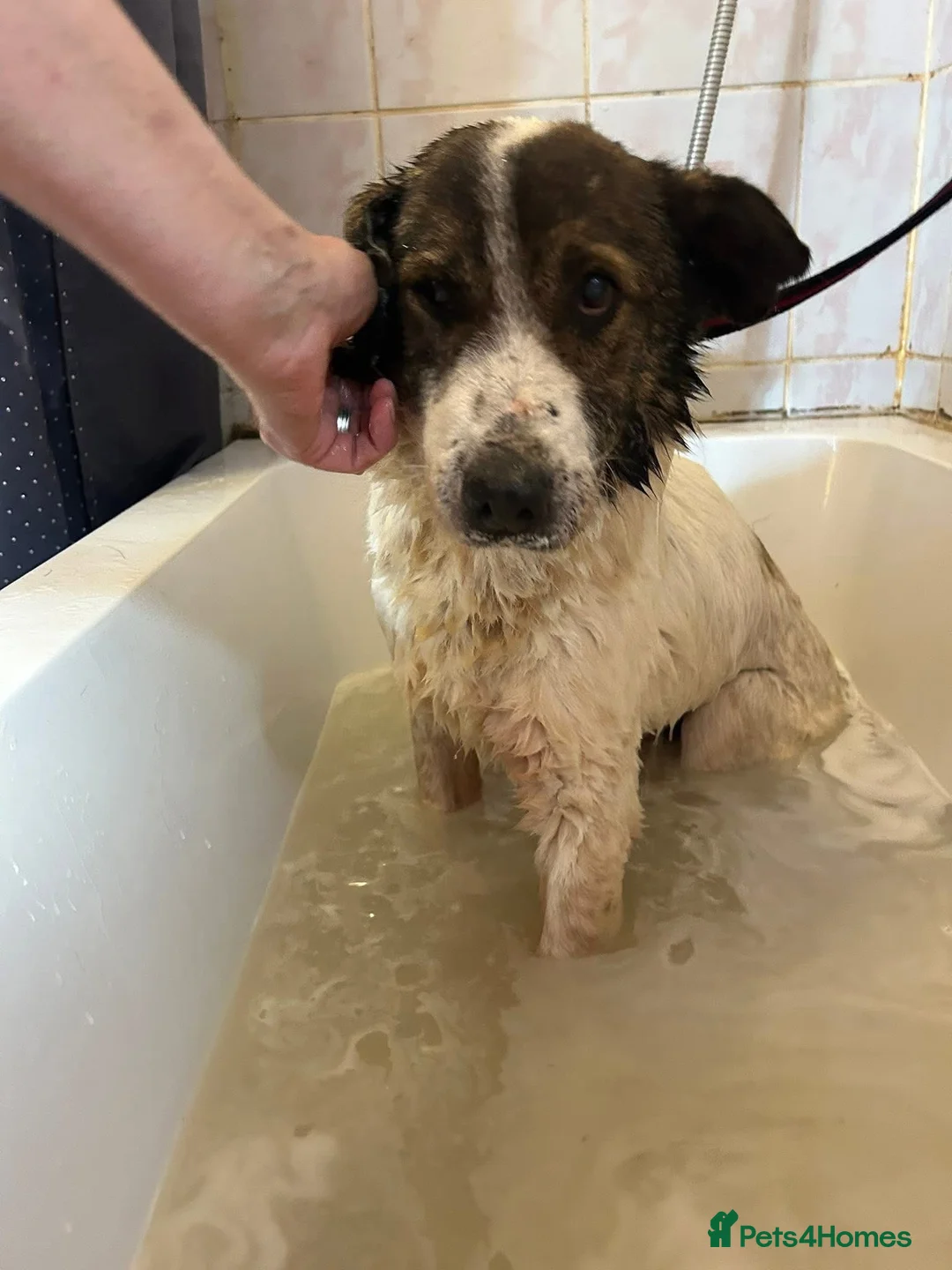 Mixed Breed dogs for adoption: Roger - Norwich Norfolk  in Norwich - Advert 5