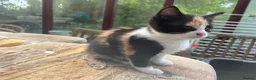 Mixed Breed cats for sale: Beautiful tortoiseshell kitten - Advert 5