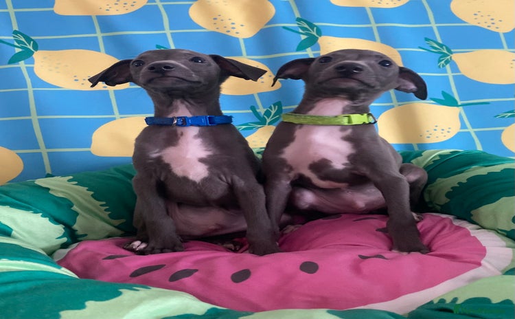 Italian Greyhound dogs - Advert 1