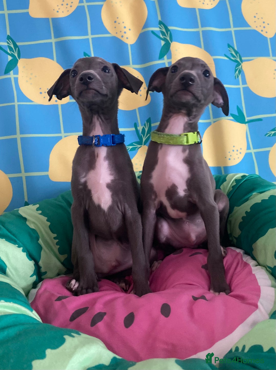 Italian Greyhound dogs for sale: Ready now 6 stunning blue boys kc reg - Image 3