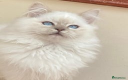 Ragdoll cats for stud: Ragdoll Stud  in Manchester - Image 18