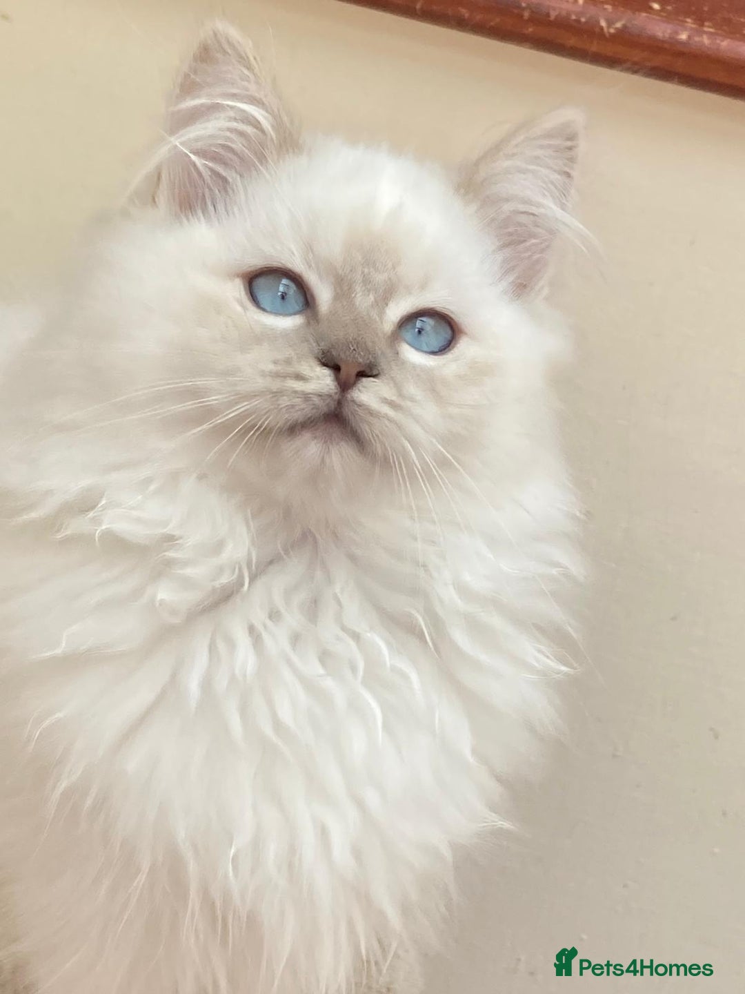 Ragdoll cats for stud: Ragdoll Stud  in Manchester - Image 18
