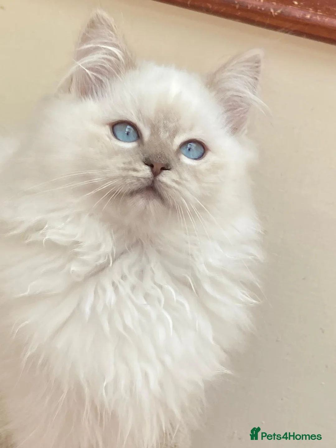 Ragdoll cats for stud: Ragdoll Stud  in Manchester - Advert 17