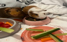 Guinea Pig rodents for sale: 2 male guinea pigs  - Image 3