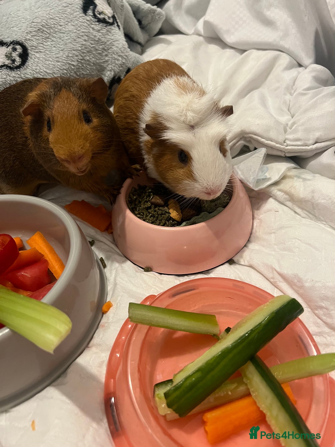 Guinea Pig rodents for sale: 2 male guinea pigs  - Image 3