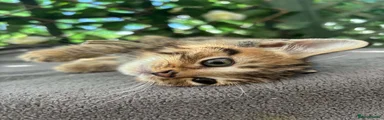 British Shorthair 3