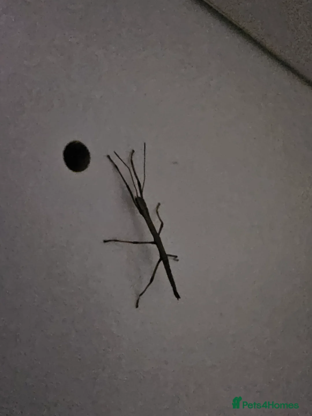 Stick Insects invertebrates for sale: Indian Stick Insects - Advert 7