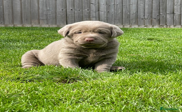 Labrador Retriever dogs - Advert 1