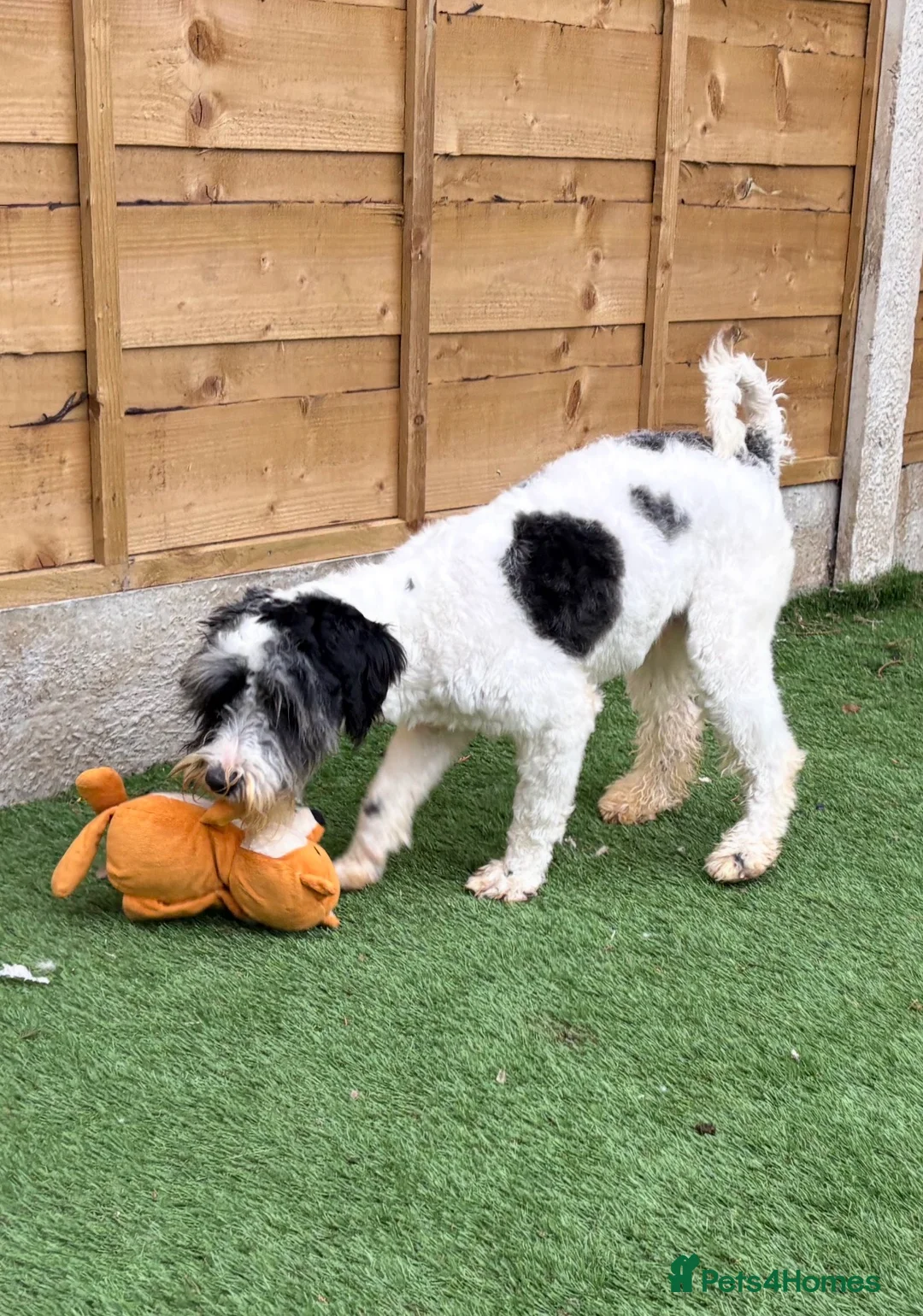 Schnoodle dogs for sale: Male Merle Parti Schnoodle - Advert 2