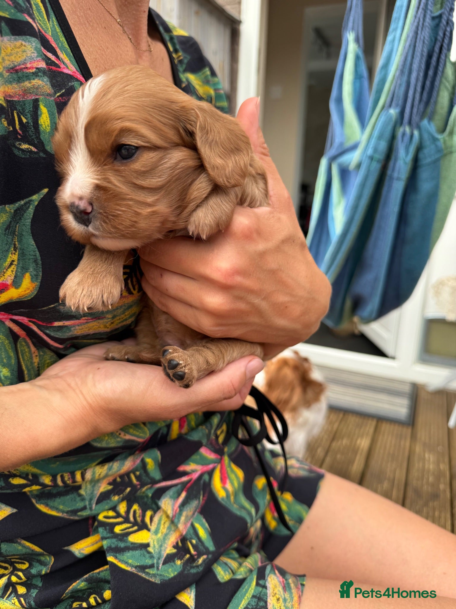 Cavalier King Charles Spaniel dogs Cavalier King Charles Spaniel - Advert 5