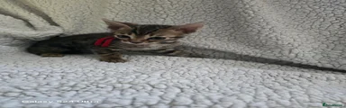 Bengal Kitten 4