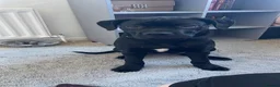 Mixed Breed dogs for sale: Panther in Leominster - Advert 5
