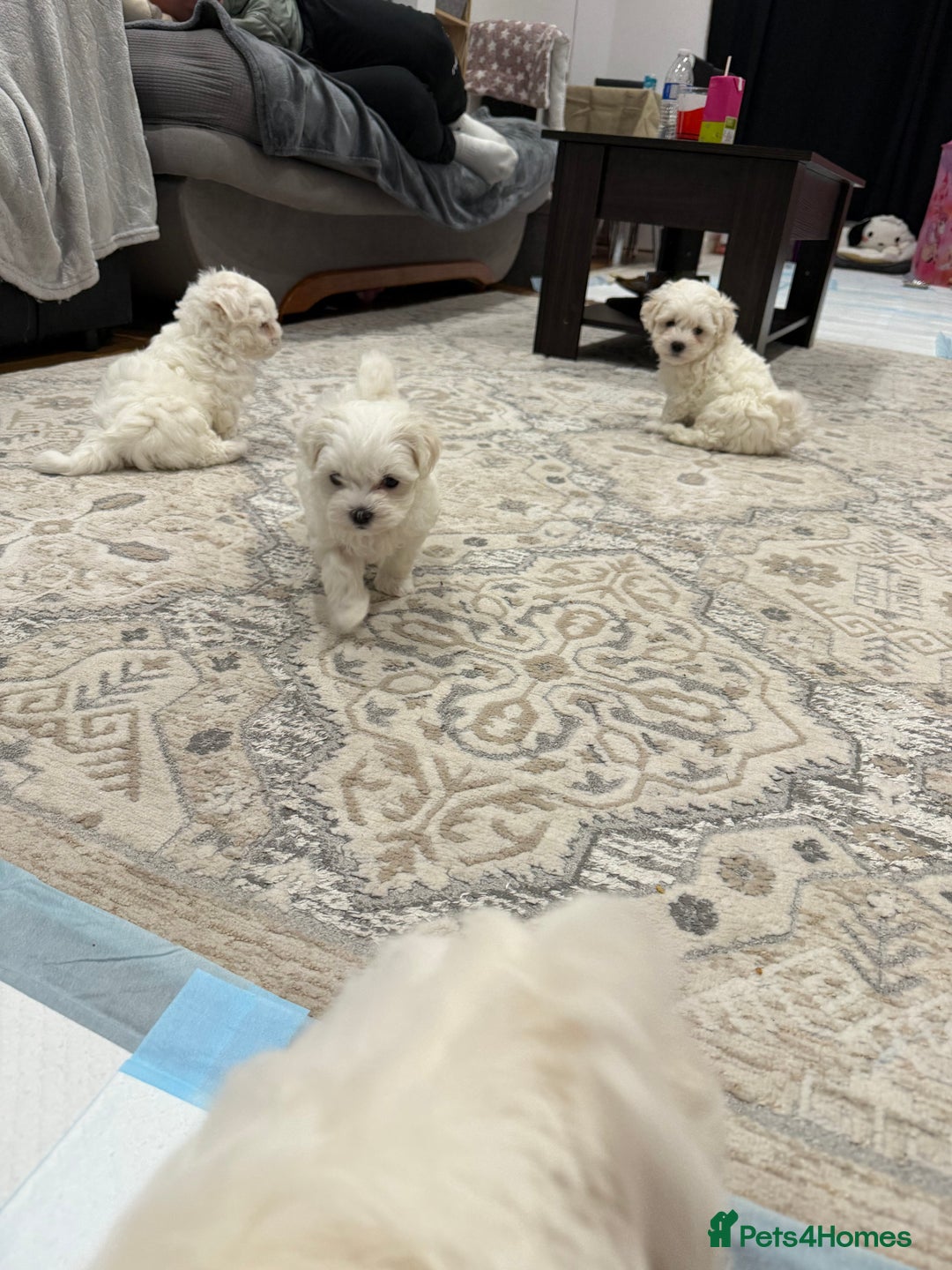 Maltese dogs for sale: Gorgeous Maltese puppies  - Advert 21