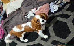 Cavalier King Charles Spaniel dogs for sale: Cavalier King Charles Spaniel bitch - Advert 2