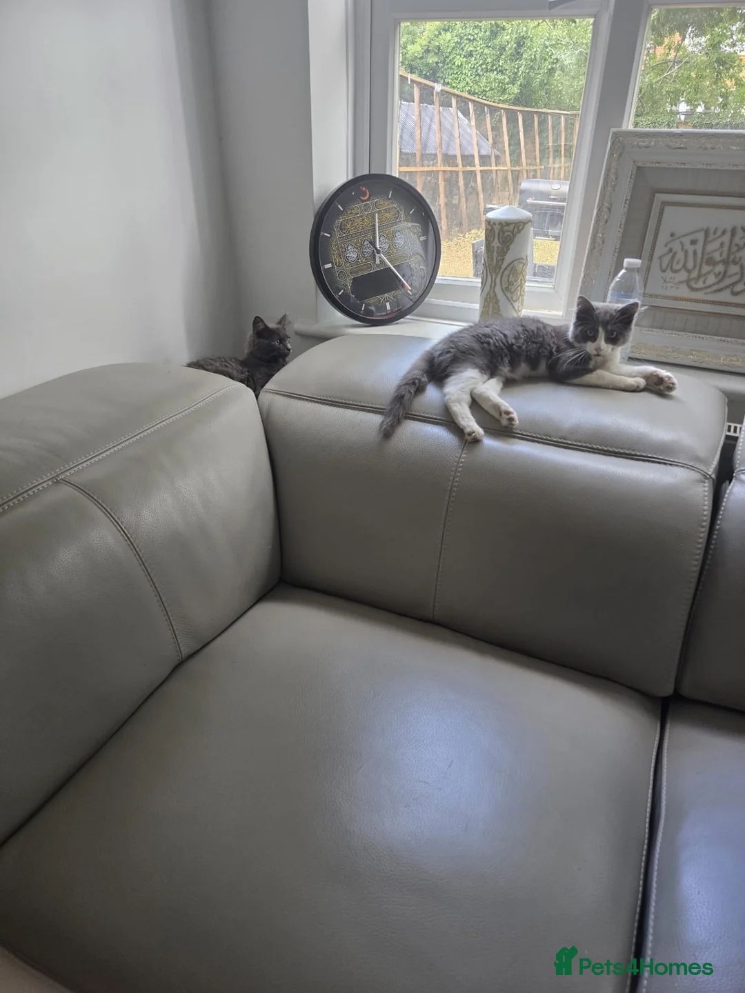Mixed Breed cats for sale: Female and male- A gorgeous pair of kittens.  in Uxbridge - Advert 10