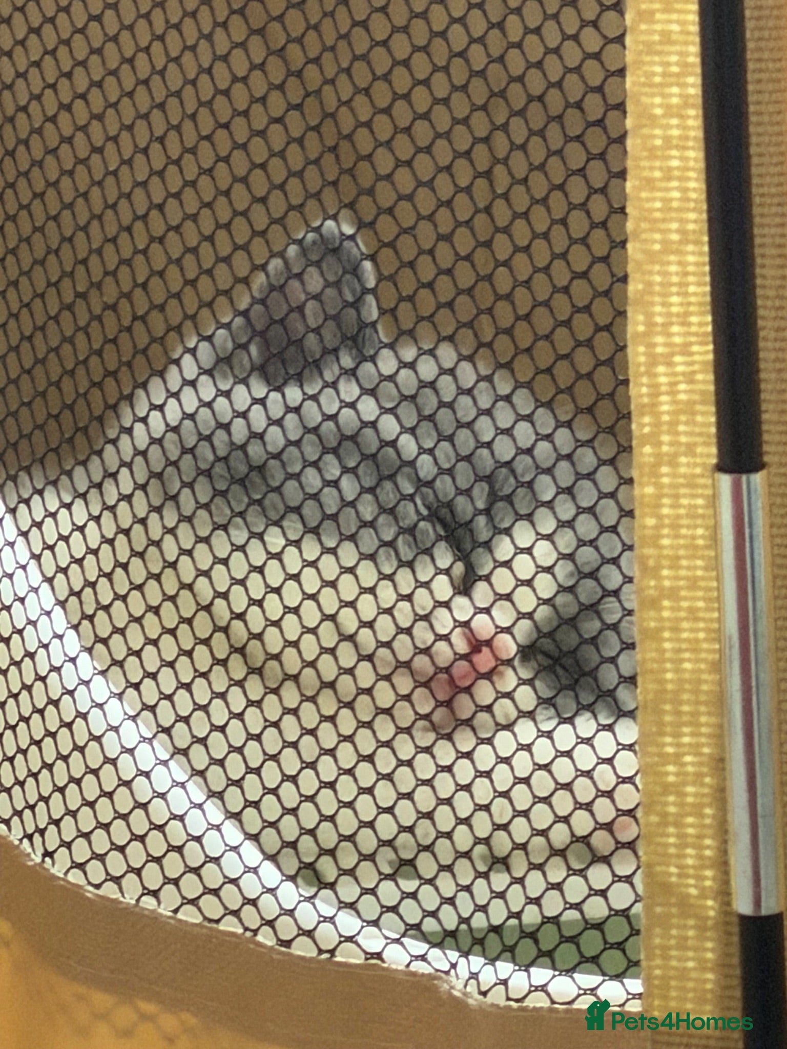 British Shorthair cats 🐾 Beautiful Blue & White BSH Boys 🐾 - Advert 2
