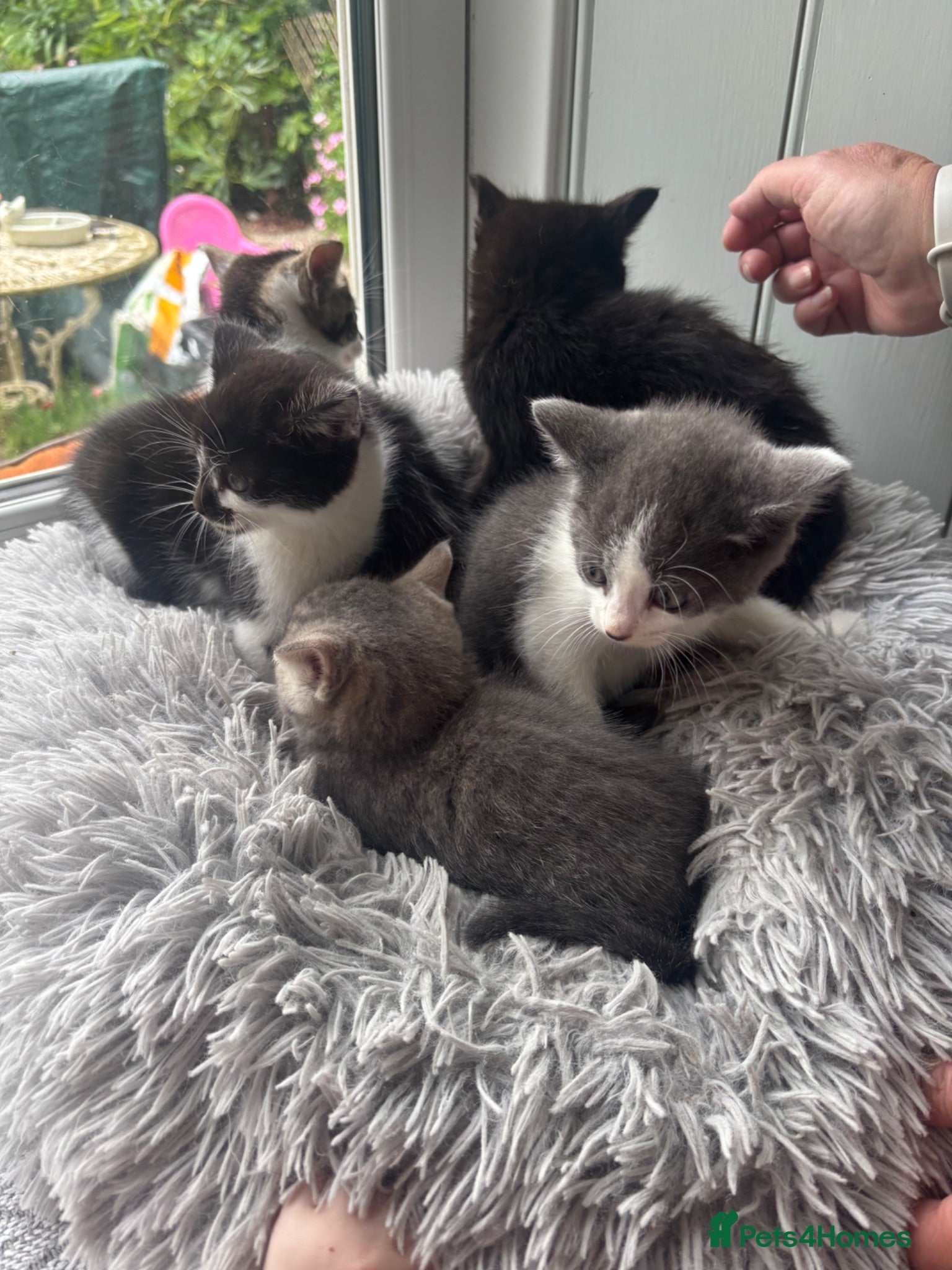 Mixed Breed cats Beautiful kittens ready now  - Advert 2