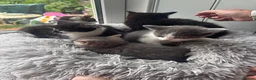 Mixed Breed cats for sale: Beautiful kittens ready now  - Advert 1