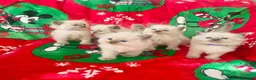 Ragdoll cats for sale: Ragdoll kittens - Advert 5