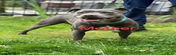 Staffordshire Bull Terrier dogs for sale: **KC Reg Pick of Litter male available* - Advert 8