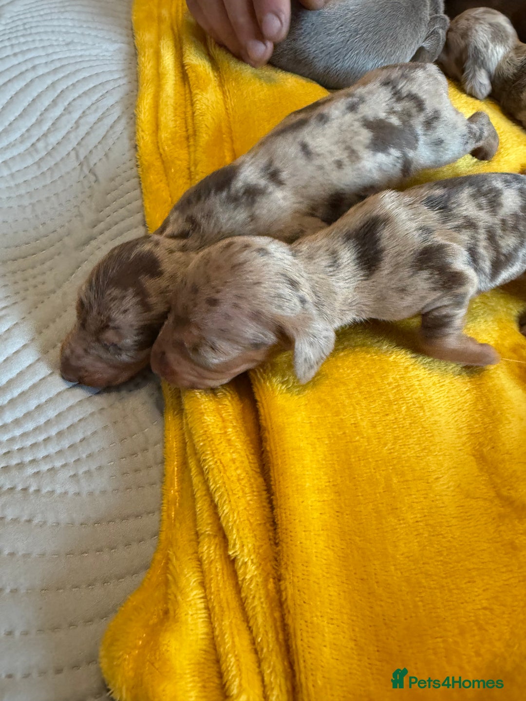 Miniature Dachshund dogs for sale: ❤️🐶 Miniature dachshund puppies 🐶❤️ - Image 10