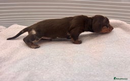 Miniature Dachshund dogs for sale: Mini Dachshund  - Image 4