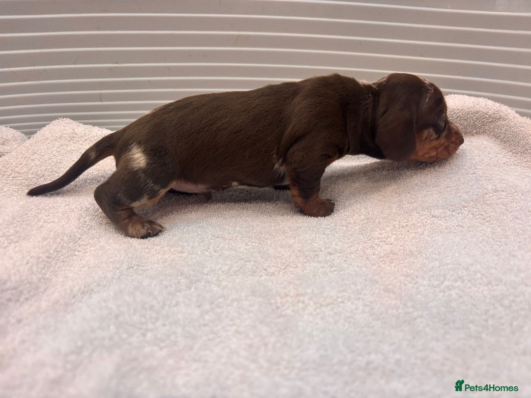 Miniature Dachshund dogs for sale: Mini Dachshund  - Image 4