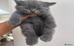 British Shorthair cats for sale: ✨ TWO KITTENS REMAINING.. BRITISH SHORTHAIR ✨ - Image 1