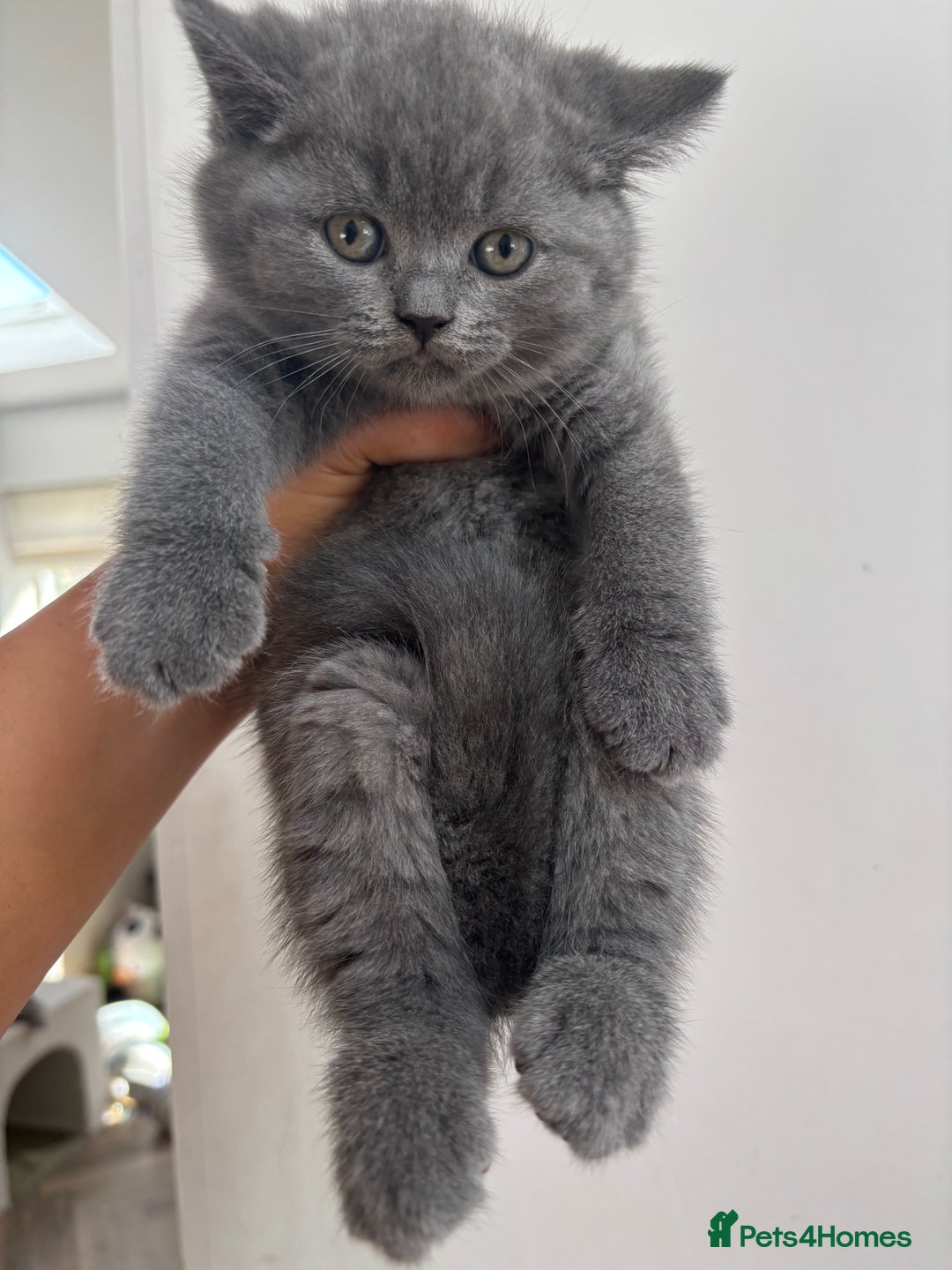 British Shorthair cats for sale: ✨ TWO KITTENS REMAINING.. BRITISH SHORTHAIR ✨ - Image 1